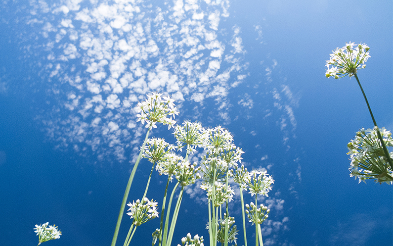 ニラの花と青い空