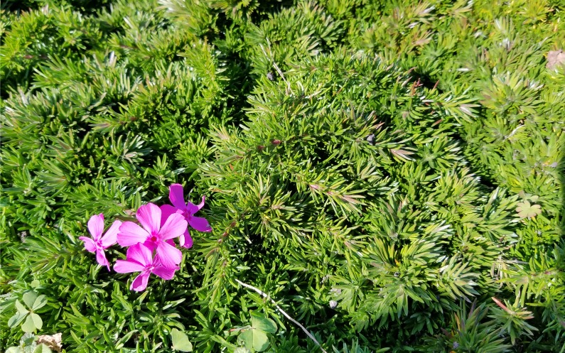 ピンクの可愛い花